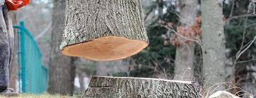 How Our Tree Care Process Works  in  Hartshorne, OK