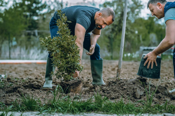 How Our Tree Care Process Works  in  Hartshorne, OK