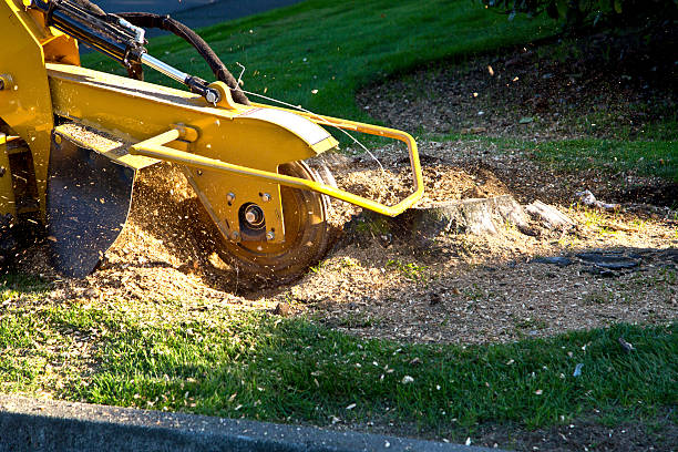 How Our Tree Care Process Works  in  Hartshorne, OK